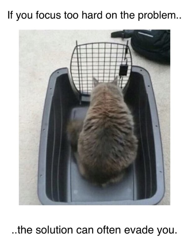 focus caturday majorgeeks.jpg